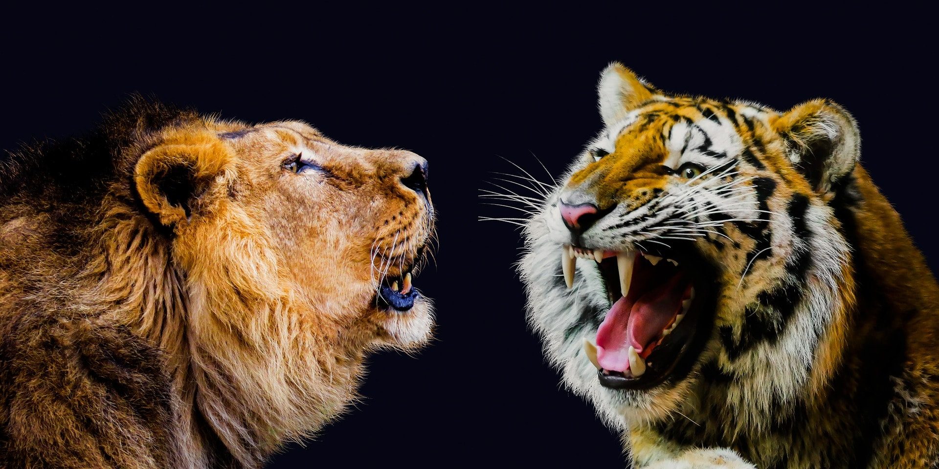 Picture of lion and tiger roaring at each other to symbolise disrupting business