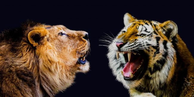 disrupting business lion and tiger Picture of lion and tiger roaring at each other to symbolise disrupting business