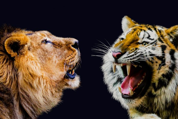 disrupting business lion and tiger Picture of lion and tiger roaring at each other to symbolise disrupting business